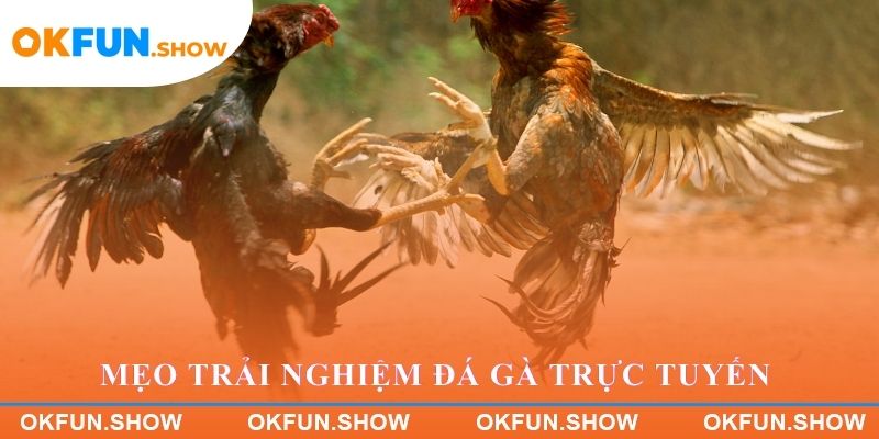 Mẹo trải nghiệm đá gà trực tuyến hiệu quả tại OKFUN