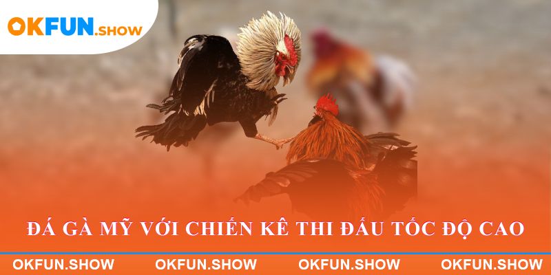 Trận đấu đá gà Mỹ với chiến kê thi đấu tốc độ cao
