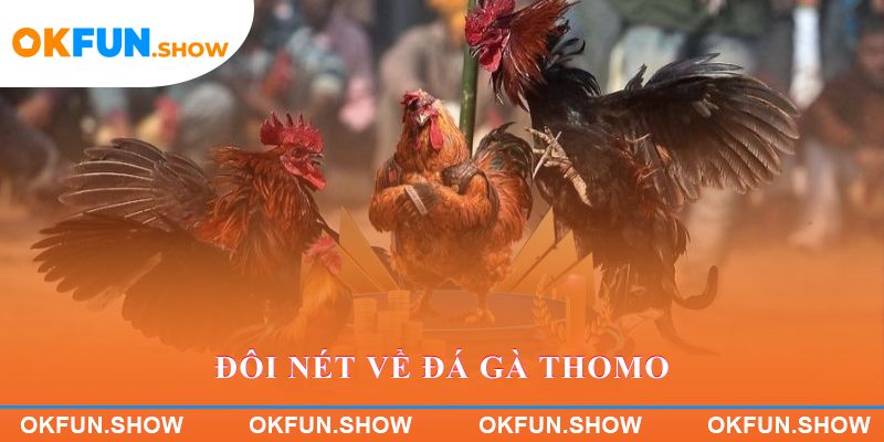 Đôi nét về đá gà Thomo