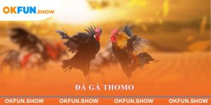 đá gà Thomo