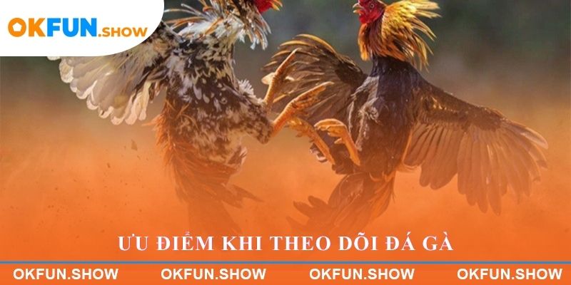 Ưu điểm khi theo dõi đá gà trực tuyến tại OKFUN